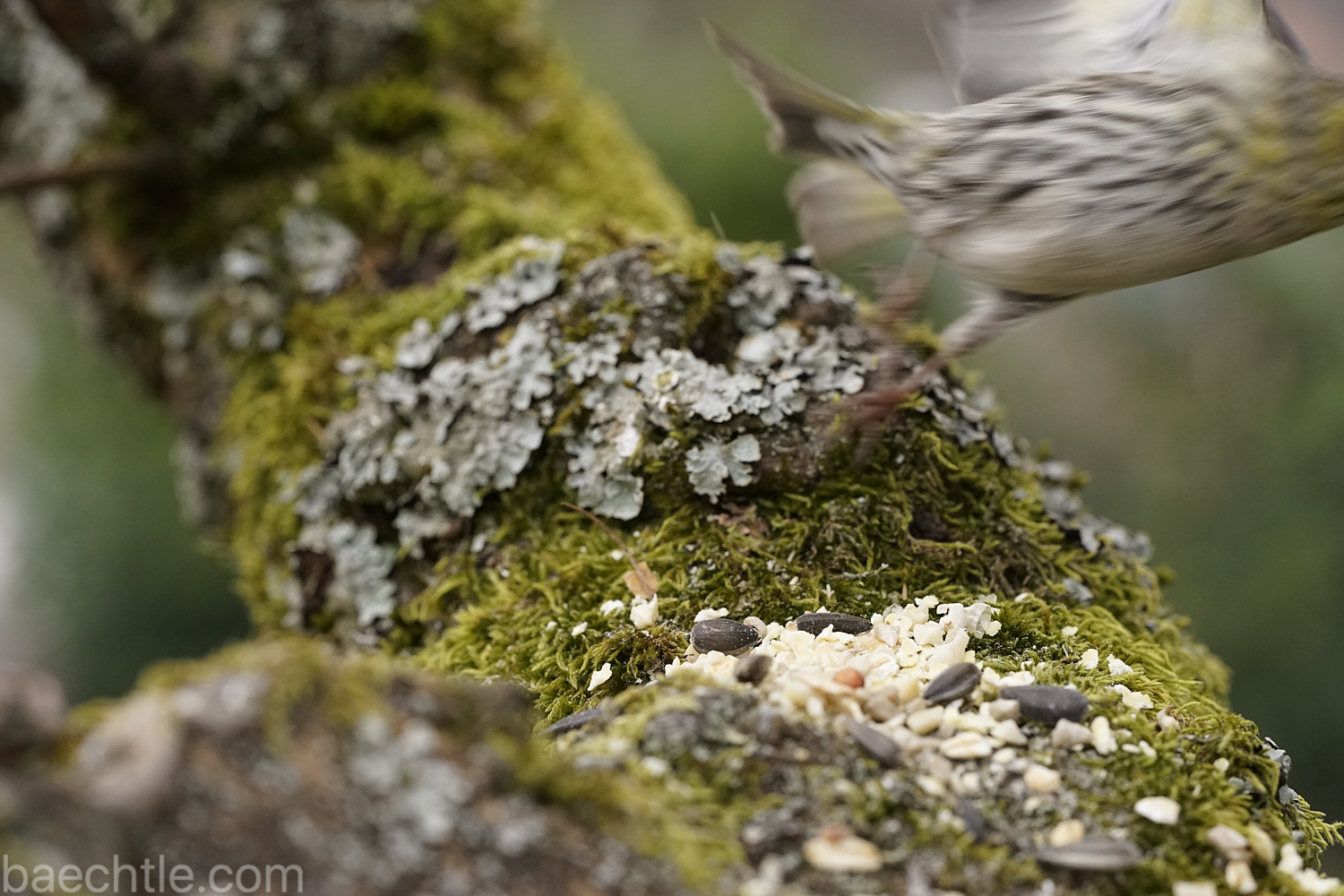 Vogelfotografie: Wenn Vogelmodels das Weite suchen